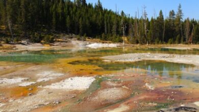 greater yellowstone ecosystem news