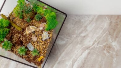 living terrarium ecosystem kit