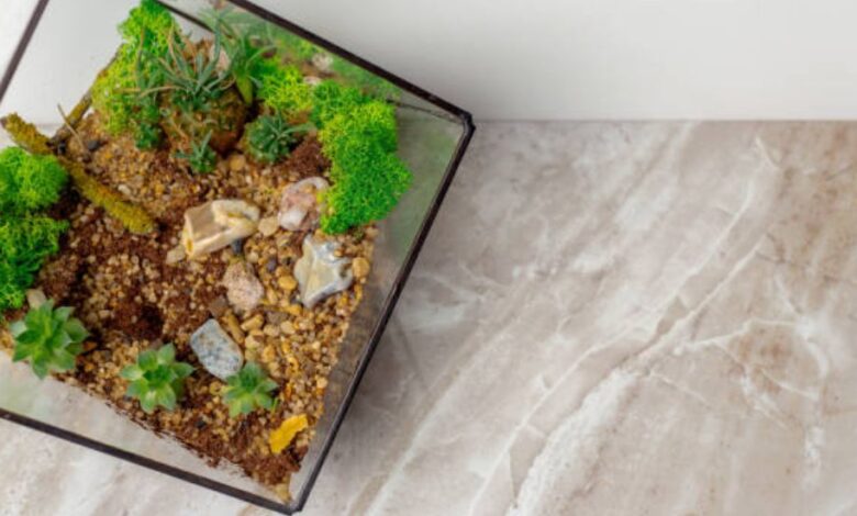 living terrarium ecosystem kit