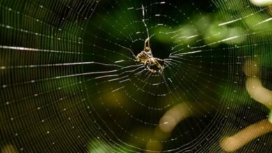 spider web funnel ecosystem business map