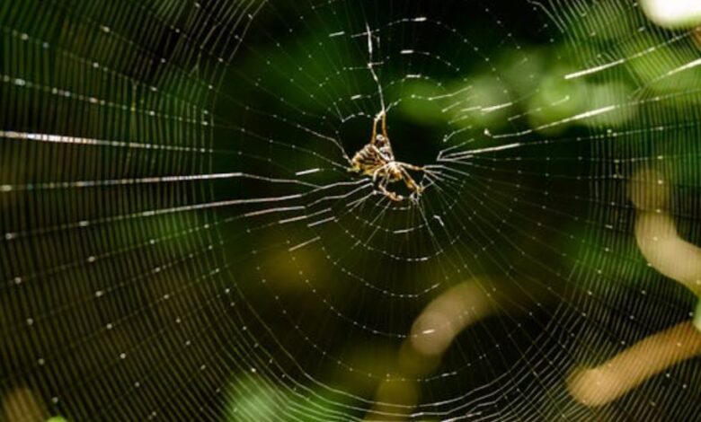 spider web funnel ecosystem business map