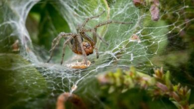 spider web funnel ecosystem map