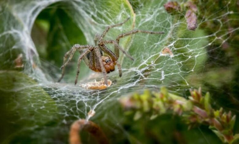 spider web funnel ecosystem map